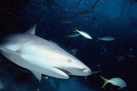 日本灰鯊 日本灰鯊