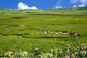 狼渡濕地草原 狼渡濕地草原