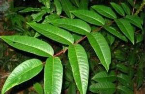 毛大葉臭花椒 毛大葉臭花椒