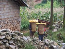 打古坑村 打古坑村