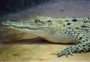 假長吻鱷