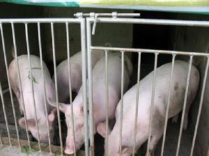 南長村農村經濟-養殖