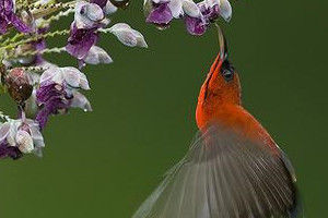 紅簇花蜜鳥