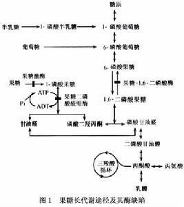 遺傳性果糖不耐受
