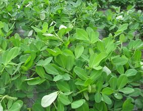 根外施肥 根外施肥