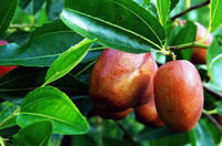 唐縣大棗 唐縣大棗