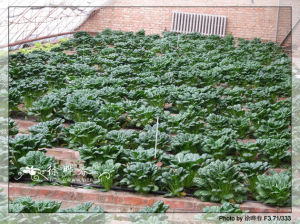 地菘苗散 地菘苗散