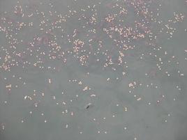 雙槽蚴蟲 雙槽蚴蟲