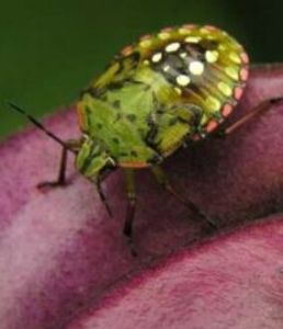 綠點益蝽 綠點益蝽