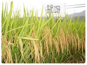 谷優1259 谷優1259