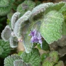 褪色扭連錢 褪色扭連錢