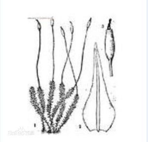 九州垂蘚 九州垂蘚