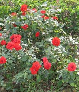 月季花根 月季花根