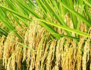 吉粳一零八 吉粳一零八