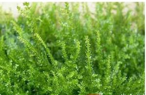 槽葉長葉牛角蘚 槽葉長葉牛角蘚