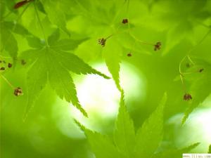 “互動維客支持環保”簽名活動