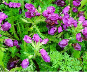 高大哀氏馬先蒿 高大哀氏馬先蒿