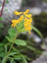 線葉黃堇 線葉黃堇