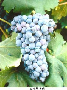 寶石解百納葡萄