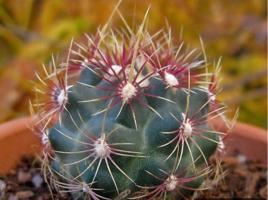 大統領[多肉植物]