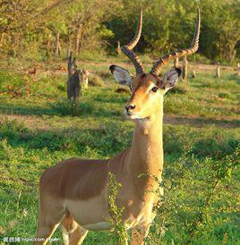 羚羊[牛科羚羊亞科動物的統稱]