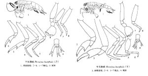三寶擬狼戎 三寶擬狼戎