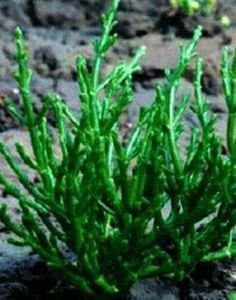 海蓬子[藜科植物]