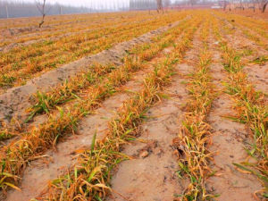 避旱植物 避旱植物