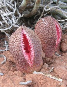 非洲白鷺花 非洲白鷺花