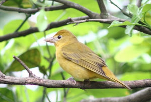 鶇唐納雀 鶇唐納雀