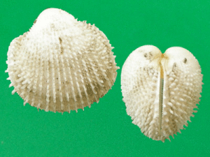 白霜鳥尾蛤 白霜鳥尾蛤