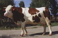 蒙貝利亞牛 蒙貝利亞牛