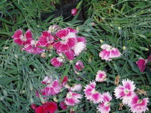 裸果木屬 裸果木屬