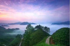 古修珍貴動物保護區 古修珍貴動物保護區