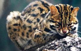 山狸子骨 山狸子骨