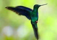 藍翅大蜂鳥 藍翅大蜂鳥