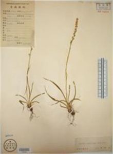 星花粉條兒菜 星花粉條兒菜