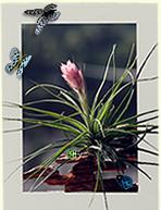 植物生態相框 植物生態相框