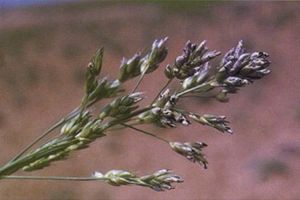 高粱長粒黑穗病 高粱長粒黑穗病