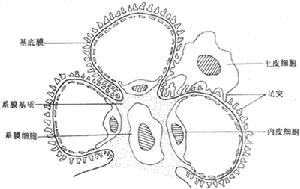 高尿酸血症腎病
