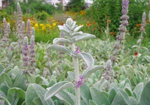 綿毛水蘇 綿毛水蘇