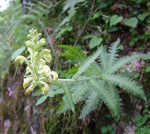 壇萼馬先蒿 壇萼馬先蒿
