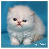 藍色虎斑重點色貓