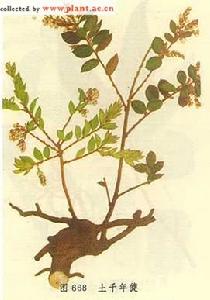 土千年健 土千年健