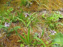 甘松香植物形態-匙葉甘松