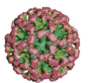 悉尼2012 悉尼2012