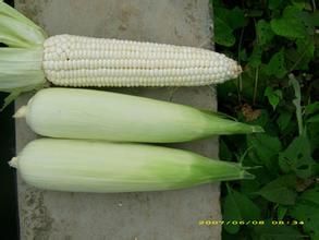 瑞單8號 瑞單8號