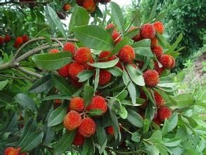 地楊梅系 地楊梅系