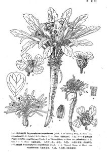 粗壯單花薺 粗壯單花薺