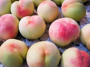 南匯水蜜桃 南匯水蜜桃